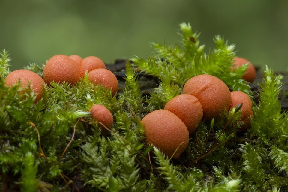 Mold No More: Unlocking the Power of PPC to Drive Local Clients to Your Bradenton Business!