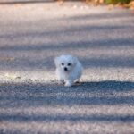 Moving Up the Rankings: How Local SEO Can Propel Your Bradenton Moving Company to Success