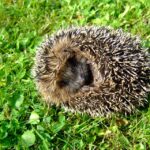 Mow Your Competition Down: The SEO Strategies Every Sarasota Lawn Care Owner Should Know