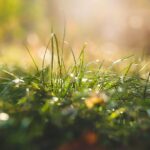 Mow Your Way to Success: How PPC Can Transform Your Sarasota Lawn Care Business!