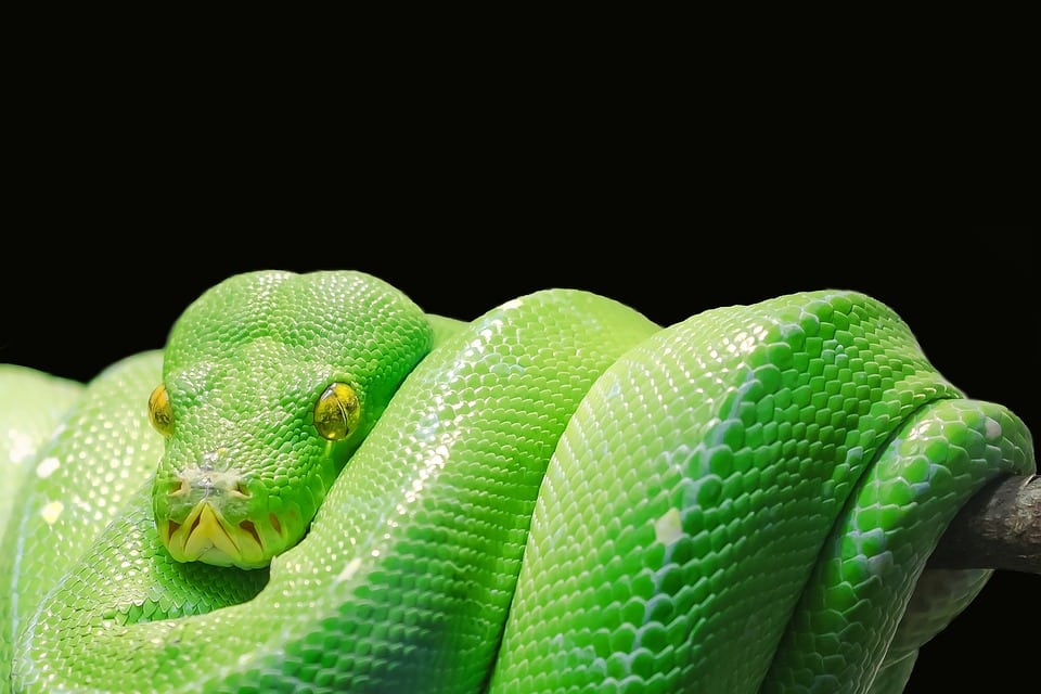 Networking with Nature: How Local SEO Can Help Your Sarasota Tree Service Flourish