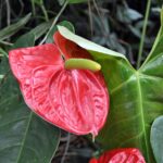 PPC for Landscapers: Transforming Sarasota Yards and Your Bottom Line