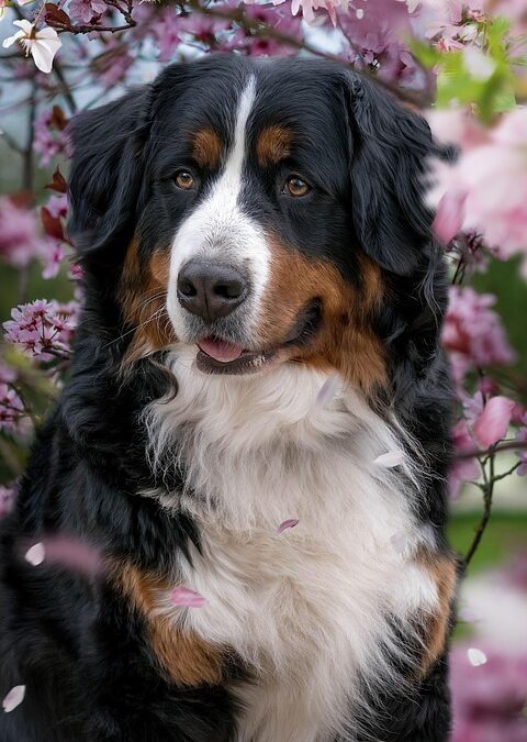 PPC for Paws: Why Every Dog Walker in Bradenton Should Consider Pay-Per-Click Advertising