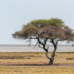 PPC for the Win: Why Your Bradenton Tree Service Needs to Leaf Through This Marketing Strategy