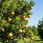 Pack It Up with SEO: How Optimizing Your Packing Services Can Boost Your Bradenton Business!