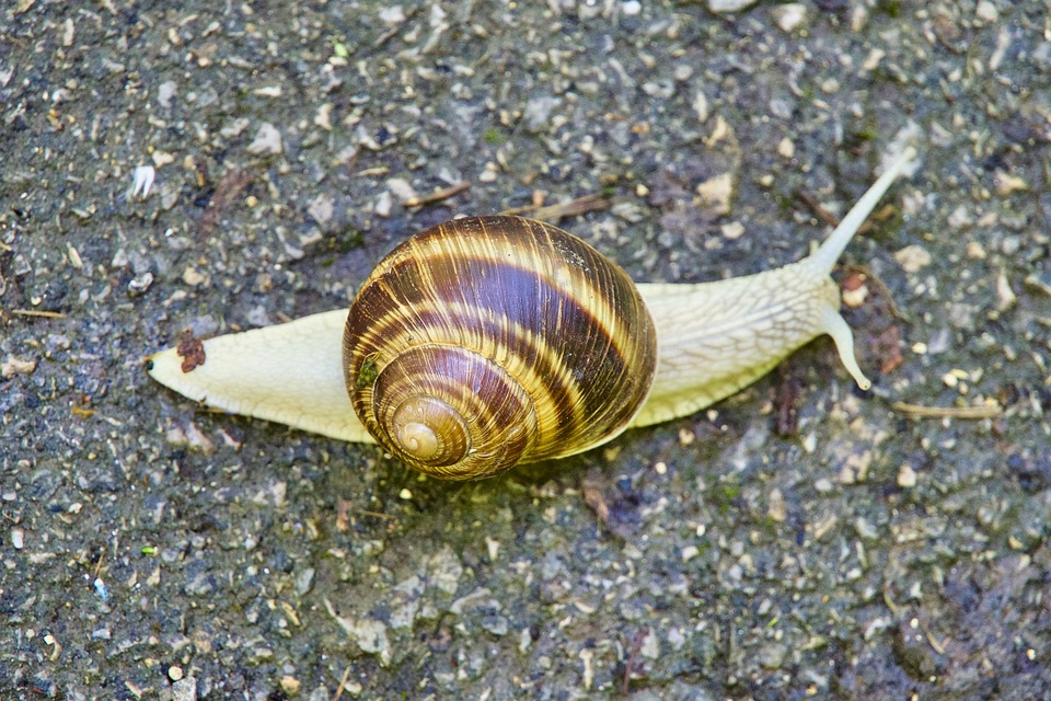 Pack Your Business with Success: 5 PPC Strategies That Transform Sarasota Movers into Local Favorites