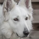 Paw-sitive ROI: Unleashing the Power of PPC to Grow Your Sarasota Dog Walking Business
