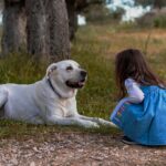 Paw-sitive Returns: How PPC Can Boost Your Bradenton Pet Grooming Business