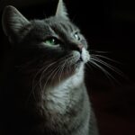 Paws and Effect: Elevate Your Bradenton Pet Training Business with Smart SEO Techniques