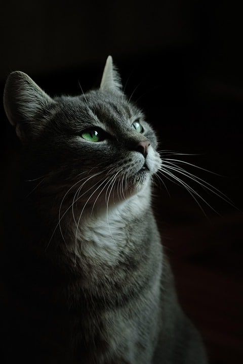 Paws and Effect: Elevate Your Bradenton Pet Training Business with Smart SEO Techniques