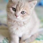 Paws and Profit: How SEO Helps Bradenton's Pet Trainers Thrive in a Competitive Market