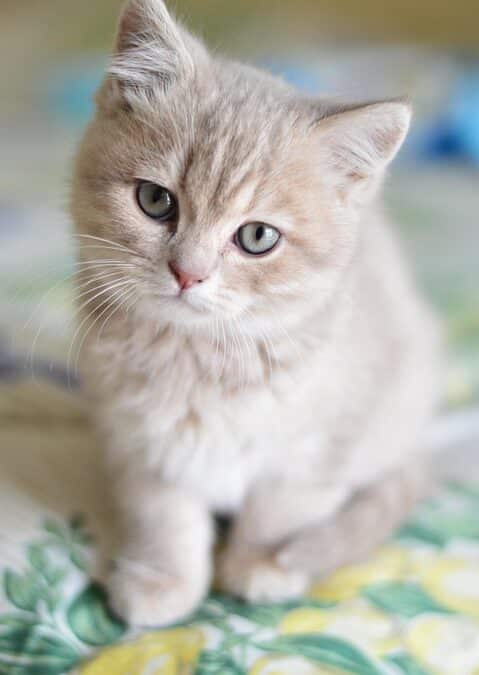 Paws and Profit: How SEO Helps Bradenton's Pet Trainers Thrive in a Competitive Market