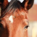 Paws and Profits: The Benefits of SEO for Dog Walking Businesses in Bradenton