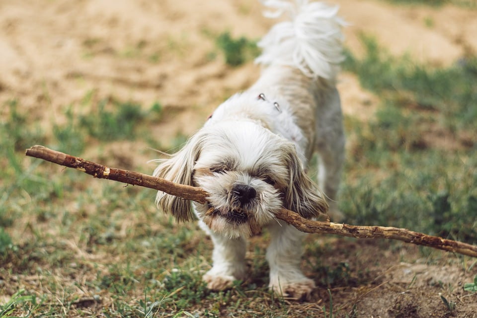 Paws to Profit: How PPC Can Fetch More Clients for Your Sarasota Dog Walking Business