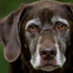 Pawsitive Growth: How SEO Can Fetch More Clients for Your Bradenton Dog Walking Business
