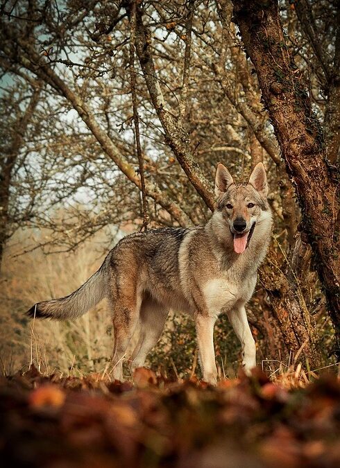 “Pawsitive Results: How PPC Campaigns Can Fetch New Clients for Your Bradenton Pet Boarding Business”