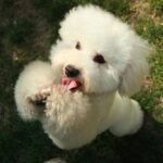 Pawsitively Profitable: How PPC Advertising Can Boost Your Sarasota Pet Training Business