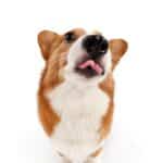 Pawsitively Profitable: The SEO Strategies Every Bradenton Pet Boarder Should Know