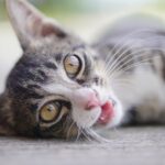 Pawsitively Visible: How SEO Can Fetch More Customers for Your Bradenton Pet Boarding Business