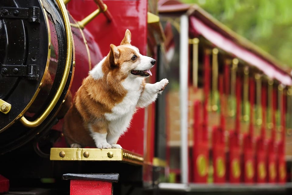 Pawsitively Visible: How SEO Can Make Your Sarasota Pet Grooming Business Shine