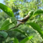 Pest Control Precision: Mastering PPC Strategies for Your Bradenton Business Growth