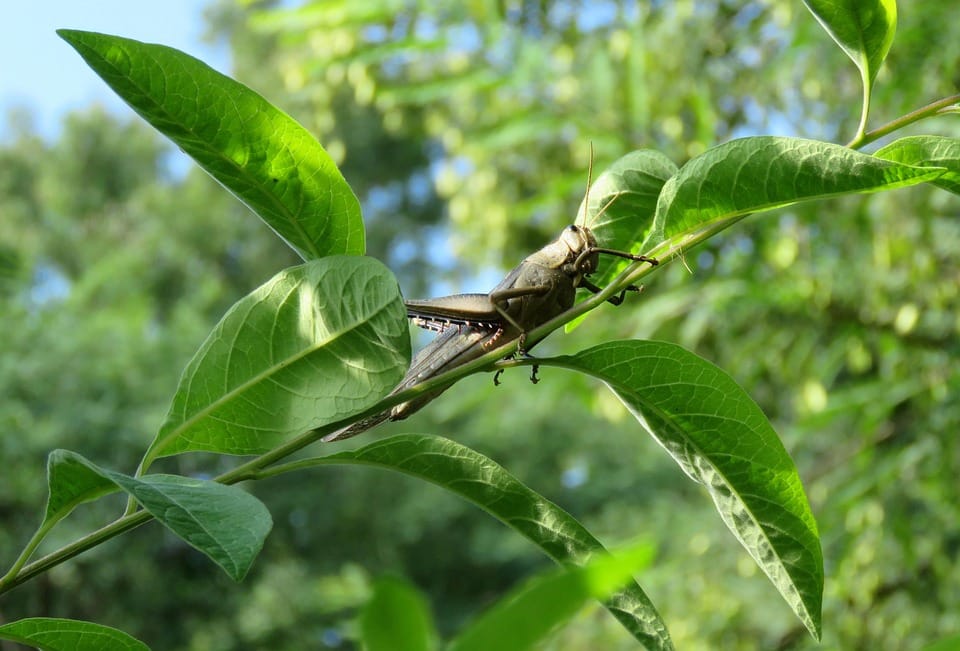 Pest Control Precision: Mastering PPC Strategies for Your Bradenton Business Growth