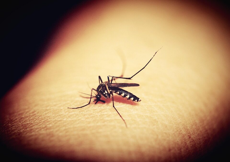 Pest Control Profits: Why Every Bradenton Business Should Invest in Targeted PPC Campaigns!
