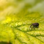 Pest-Proof Your Profits: The Power of SEO for Sarasota's Pest Inspection Businesses