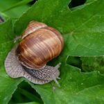 Pests Beware: How Smart SEO Can Help Bradenton Pest Control Owners Dominate the Local Scene