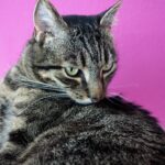 Polish Your Practice: 5 SEO Secrets Every Bradenton Dentist Should Know