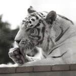 Pressure Wash Your Way to Success: How Local SEO Can Fill Your Sarasota Schedule