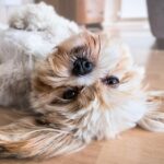 Put Your Best Paw Forward: 5 SEO Tips to Fetch More Clients for Your Sarasota Dog Walking Business!