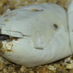 Revamp Your Bradenton Carpet Cleaning Business: The Power of SEO to Drive Local Success