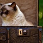 Rise Above the Rest: 5 PPC Strategies Every Bradenton Junk Hauler Should Know