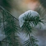 Rooted in Success: Unlocking the Power of PPC Advertising for Local Tree Services