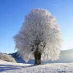 Rooting for Growth: How SEO Can Elevate Your Sarasota Tree Service Business