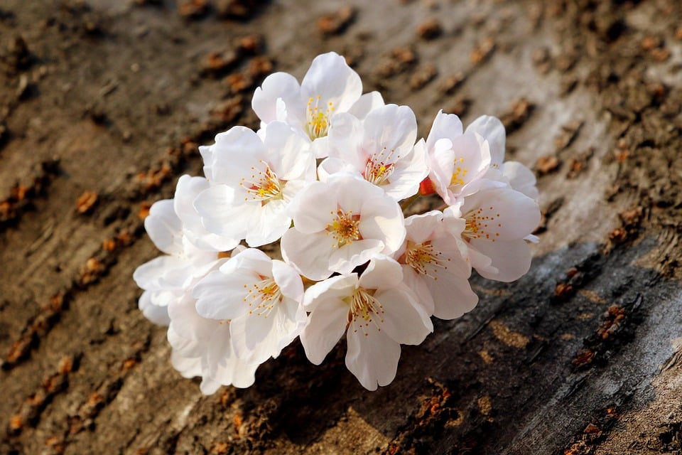 Rooting for Growth: Unlocking the Power of PPC Advertising for Bradenton’s Tree Care Pros