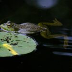 Rooting for Success: The Top 5 SEO Benefits Every Bradenton Tree Service Should Know