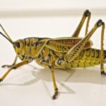 Sarasota Small Biz Spotlight: Transform Your Pest Control Company with Smart PPC Tactics!