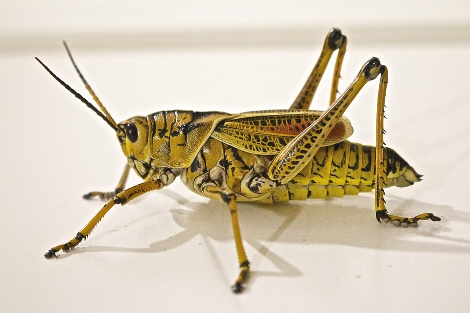 Sarasota Small Biz Spotlight: Transform Your Pest Control Company with Smart PPC Tactics!
