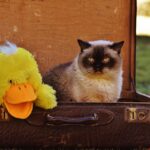 Sarasota Small Business Spotlight: Why SEO is Your Best Friend in the Junk Removal Game