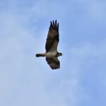 Sarasota Success Stories: How Smart PPC Strategies are Elevating Local Accountants