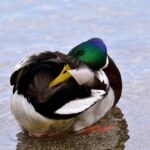 Sarasota Success: The Untapped Benefits of SEO for Your Gutter Cleaning Business