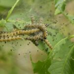 Sarasota's Secret Weapon: Transform Your Pest Inspection Business with Targeted PPC Campaigns