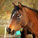 Seal the Deal: How Effective SEO Can Boost Your Sarasota Mold Remediation Leads