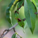 Search, Click, Conquer: The Power of SEO for Sarasota Pest Control Companies Looking to Grow