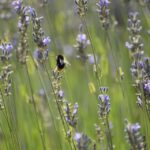 Septic Services in the Spotlight: Leveraging SEO to Connect with Bradenton Homeowners