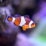 “Septic Success: Boosting Your Sarasota Business with Strategic PPC Campaigns”