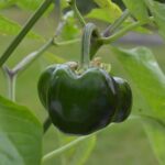 Serve Up Success: Top SEO Tips to Help Your Sarasota Catering Business Stand Out!