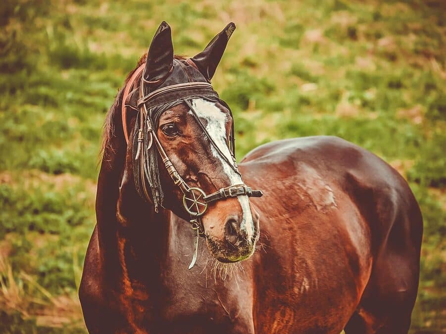 Sit, Stay, Optimize: Boost Your Sarasota Pet Training Business with Effective SEO